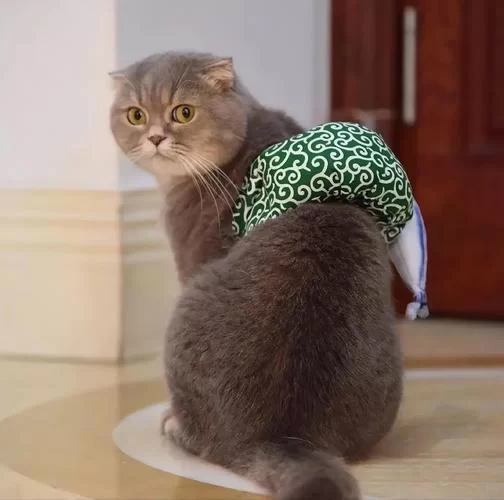 当你的猫咪汉化版下载哪里有？这几个靠谱渠道分享给你！
