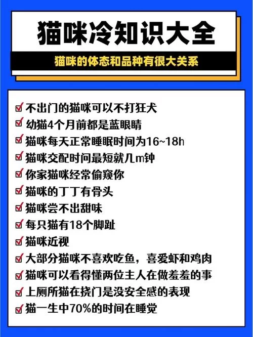 当你的猫咪汉化版最新更新内容有哪些变化？一分钟带你了解全部重点！