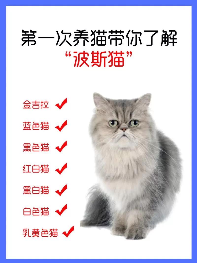 当你的猫咪汉化版最新更新内容有哪些变化？一分钟带你了解全部重点！