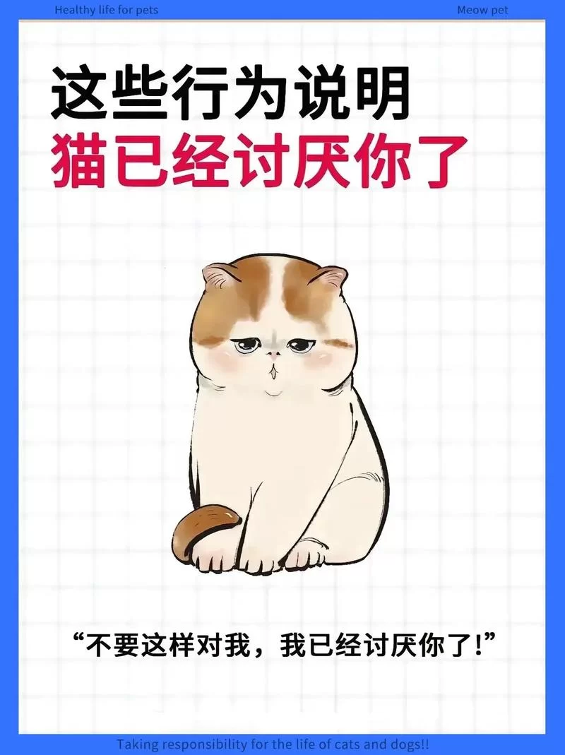 当你的猫咪汉化版最新更新内容有哪些变化？一分钟带你了解全部重点！