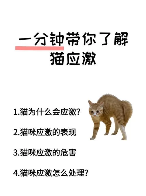 当你的猫咪汉化版最新更新内容有哪些变化？一分钟带你了解全部重点！