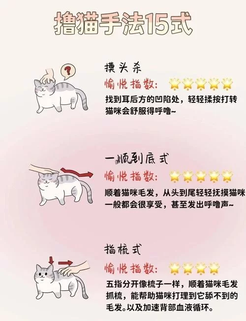 当你的猫咪游戏攻略新手怎么入门？保姆级教程助你快速成长！