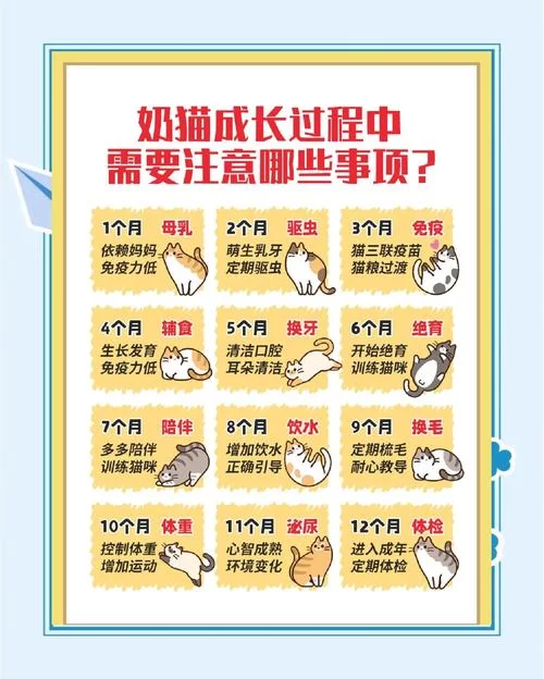 当你的猫咪游戏攻略新手怎么入门？保姆级教程助你快速成长！