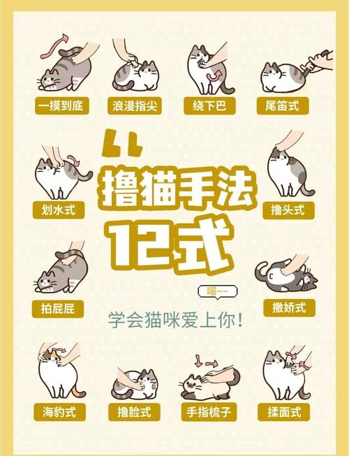 当你的猫咪游戏攻略新手怎么入门？保姆级教程助你快速成长！