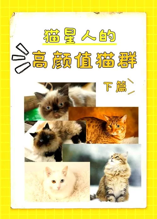 当你的猫咪版本大全来了，铲屎官们快来认领自家小可爱！
