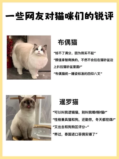 当你的猫咪绅士游戏好不好玩？玩家真实评价告诉你答案！