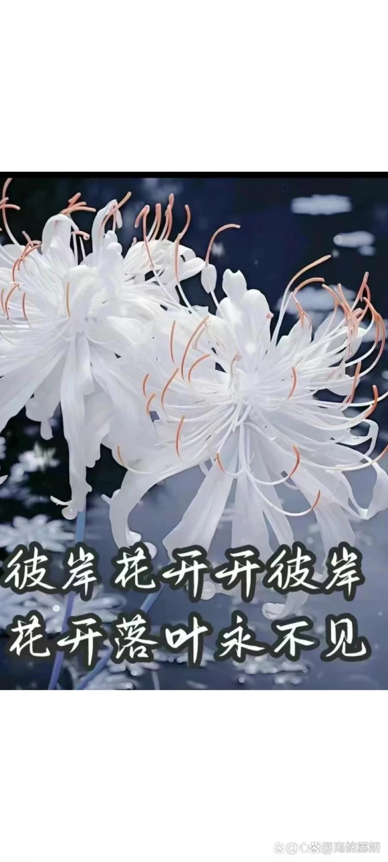 彼岸花安卓汉化完整版体验如何？上手前看看这个。