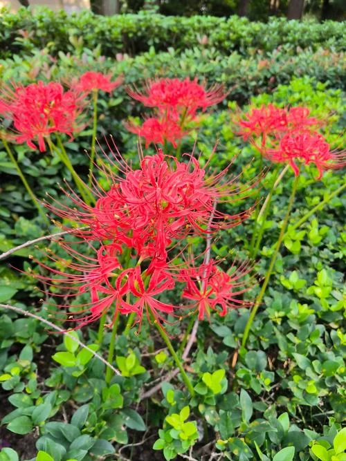彼岸花安卓汉化完整版体验如何？上手前看看这个。