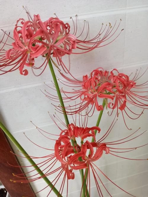 彼岸花官网买花怎么样？品种齐全价格还很优惠！