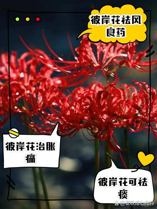 彼岸花官网买花怎么样？品种齐全价格还很优惠！