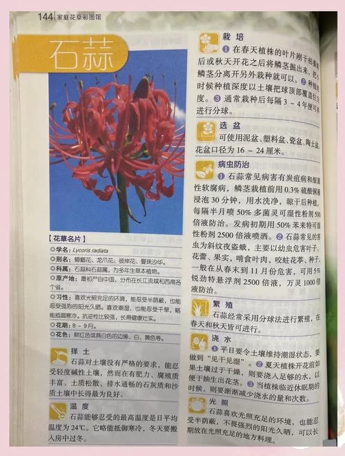 彼岸花更新地址是什么？这里有最新消息告诉你！