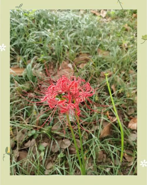 彼岸花最新版本怎么快速上手？(新手入门必看指南)