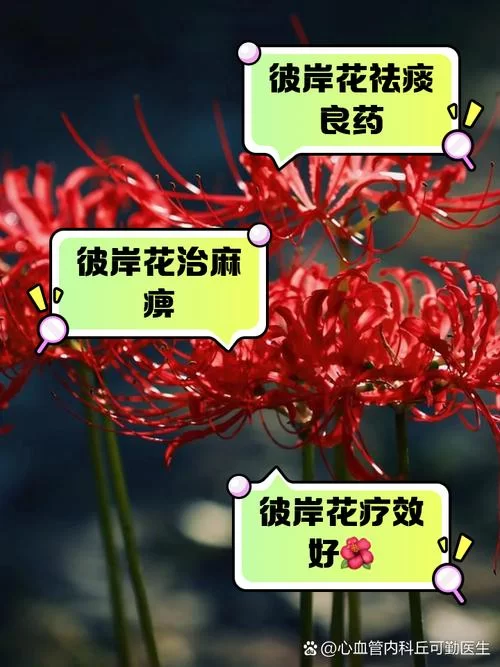 彼岸花最新版本是多少？更新内容抢先看别错过！