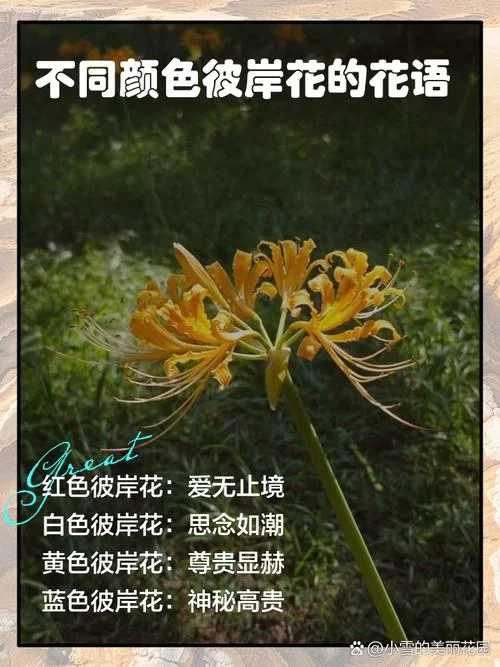 彼岸花最新版本是多少？更新内容抢先看别错过！