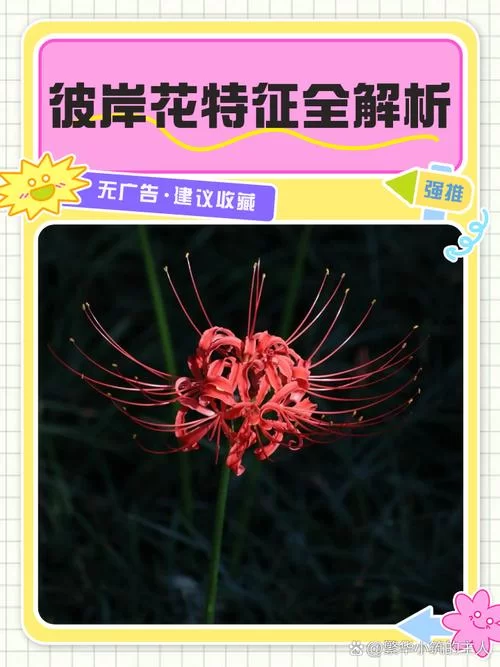 彼岸花版本大全哪里找？这几个地方最全，一键下载！
