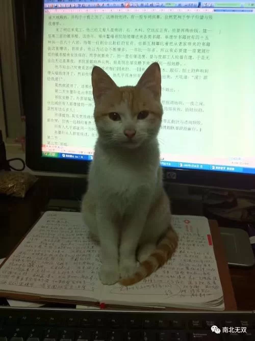 怀孕无双最新评价怎么样？真实读者口碑分享！