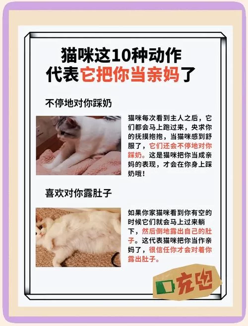 想体验当你的猫咪安卓汉化？这些小技巧不能少！
