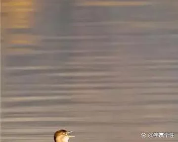 想找欲之冠官网？官方指定访问地址看这里就对了！