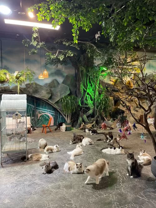 想知道喵喵岛3更新地址？ 最新下载入口超简单！