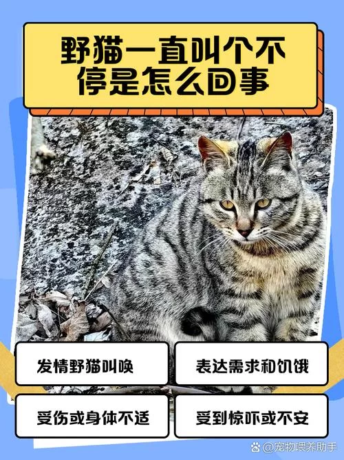 想要野猫官方正式版下载最新版？简单几步教你快速获取！