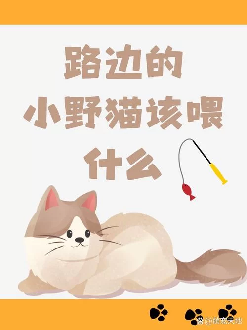 想要野猫官方正式版下载最新版？简单几步教你快速获取！
