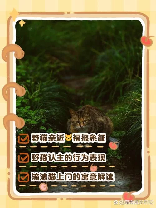 想要野猫官方正式版下载最新版？简单几步教你快速获取！