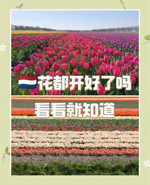 我很荣幸最新版本好用吗？用户真实评价告诉你答案！