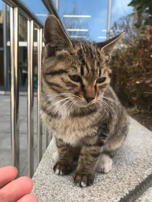 搞不清小野猫N上在哪下载？这里有最新官方下载入口！