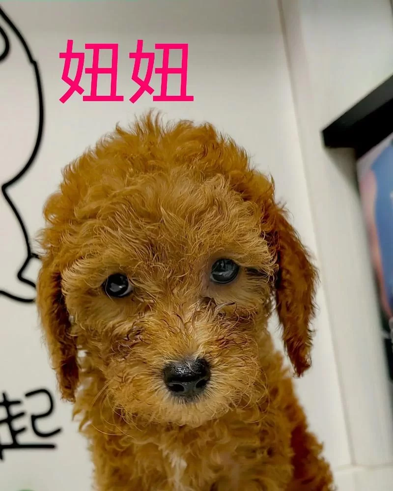 电子羊安卓是什么？一个超萌的手机桌面宠物等你领养！