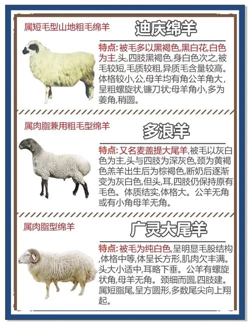 电子羊版本大全哪个最好？对比分析帮你选出最爱！