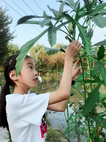 索尼娅的乡村生活游戏介绍：新手必看，带你玩转田园生活！