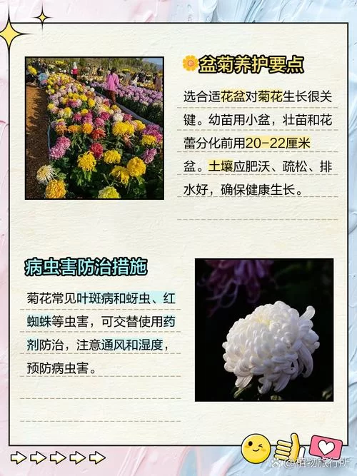 菊玩少女最新版本是多少？官方渠道查询最新版本信息指南。