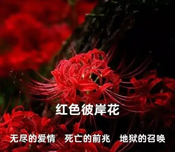 还在找彼岸花下载地址？一键下载最新版超简单！