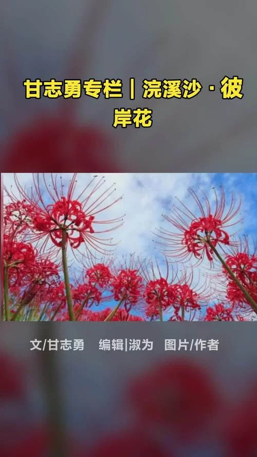 还在找彼岸花下载地址？一键下载最新版超简单！