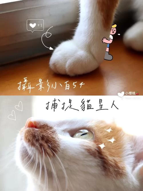 野猫下载安卓怎么用？新手小白看这篇就够了！