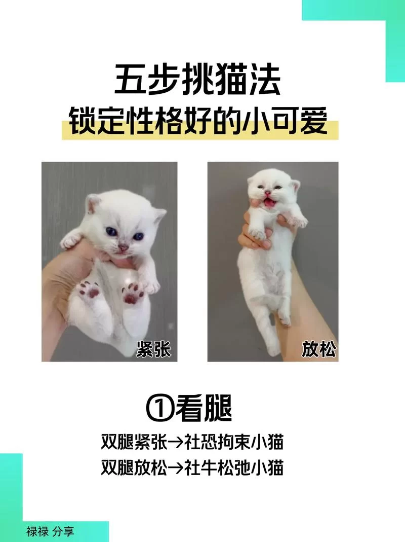 野猫在哪下载才最放心？教你几招快速辨别正版！