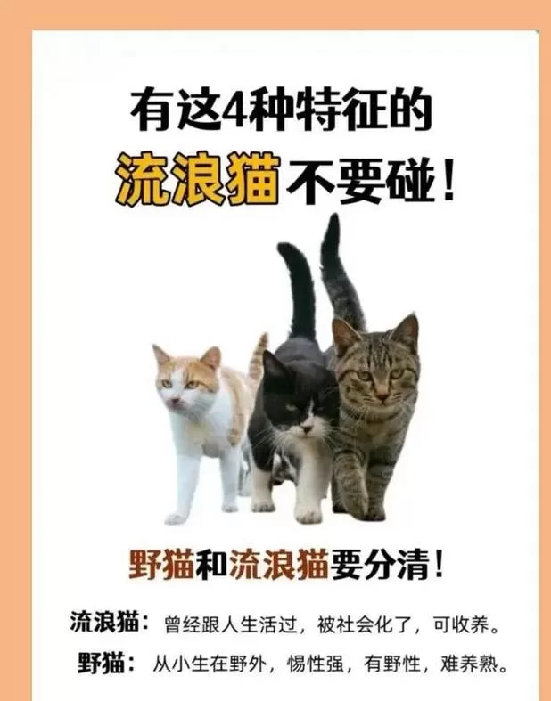 野猫在哪下载才最放心？教你几招快速辨别正版！