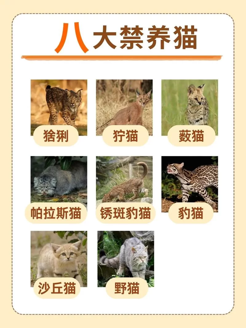 野猫官方网站最新消息！独家资讯不容错过！