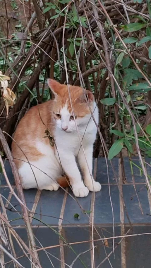 野猫官方网站最新消息！独家资讯不容错过！