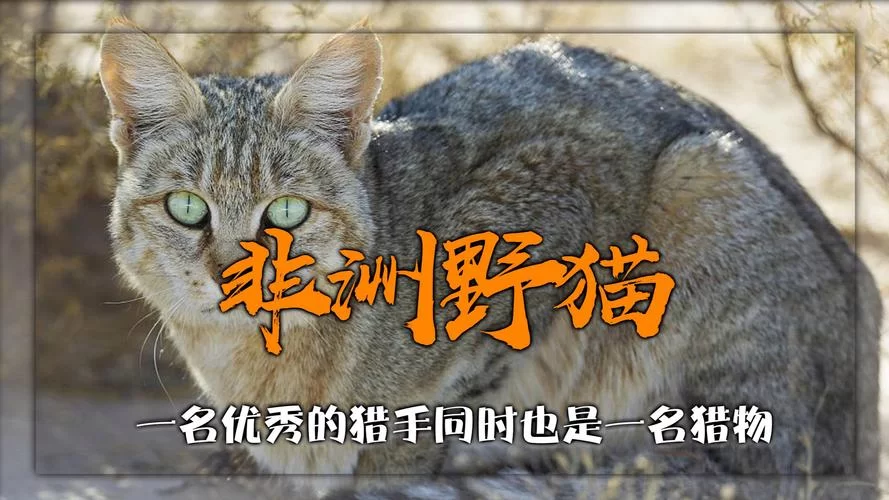 野猫官方网站最新消息！独家资讯不容错过！