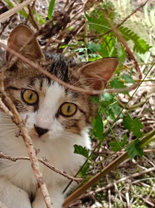 野猫官网都有啥内容？官方网站最新消息抢先看！