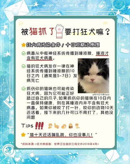 野猫官网都有啥内容？官方网站最新消息抢先看！