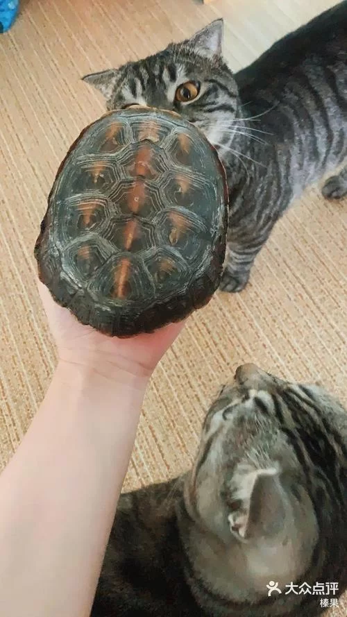 野猫最新动态全知道，关注这些就能掌握一手资讯。