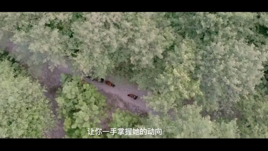 野猫最新动态全知道，关注这些就能掌握一手资讯。