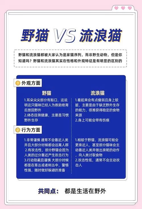 野猫最新版本是多少，一学就会的查看最新版本方法！
