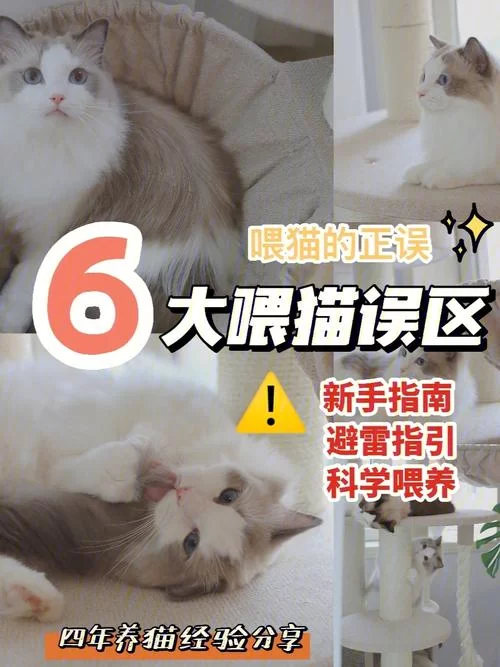 野猫汉化版最新更新内容全知道！老玩家都说这次改动很不错！