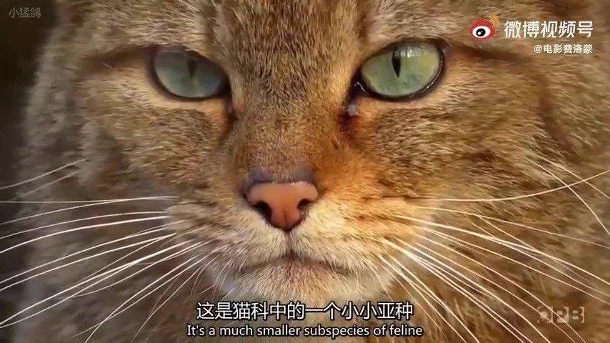 野猫汉化版最新更新内容全知道！老玩家都说这次改动很不错！