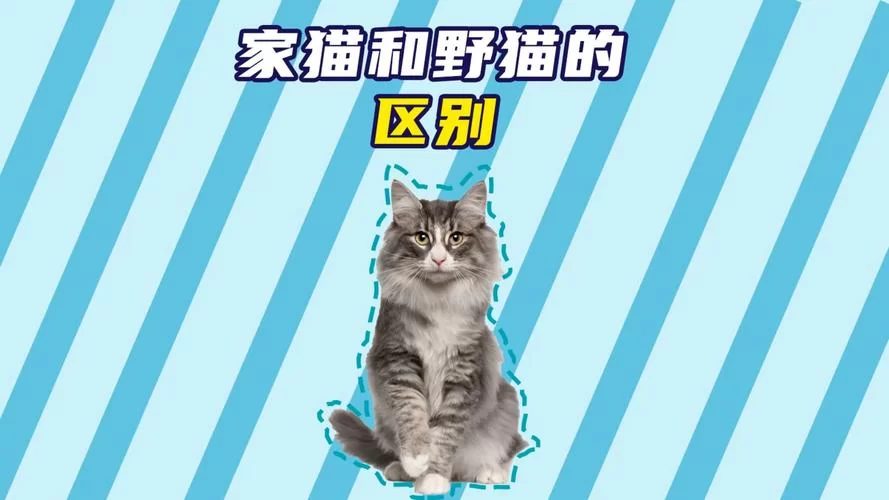 野猫版本大全都在这里！一篇搞定所有野猫版本。