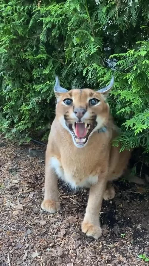 野猫版本大全都在这里！一篇搞定所有野猫版本。