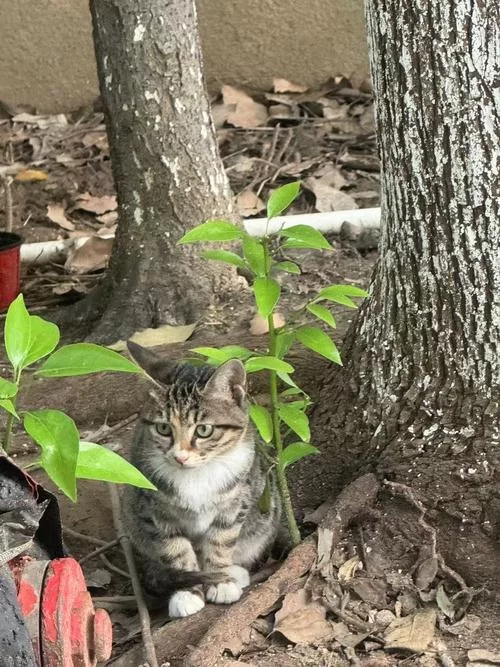 野猫版本大全都在这里！一篇搞定所有野猫版本。